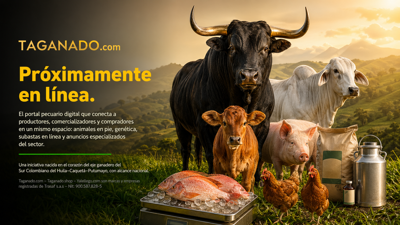 TAGANADO.com - Portal Pecuario Digital de Colombia, próximamente en línea